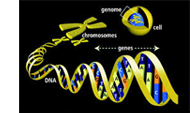 DNA Lessons